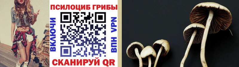 Псилоцибиновые грибы MAGIC MUSHROOMS  купить наркотик  Мирный 